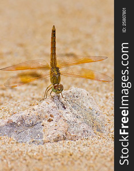 Close up a dragonfly on the beach