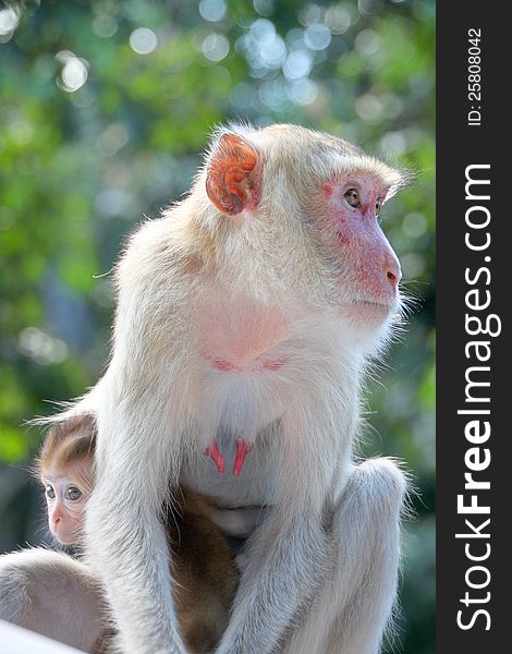 Crab-eating macaque or long-tailed macaque, Kosamphe forest park, Mahasarakham, Thailand