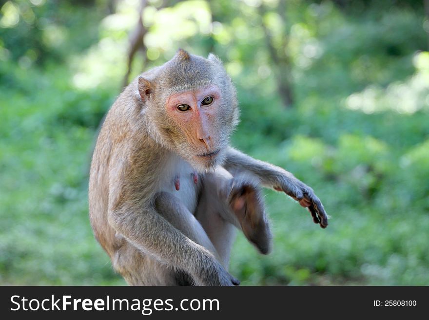 Crab-eating macaque or long-tailed macaque, Kosamphe forest park, Mahasarakham, Thailand