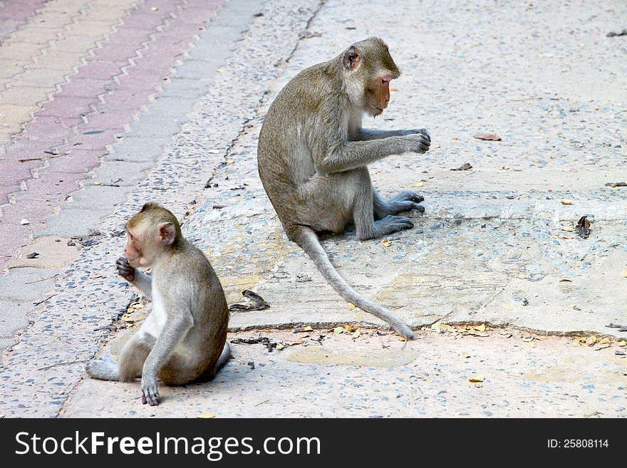 Crab-eating Macaque Or Long-tailed Macaque