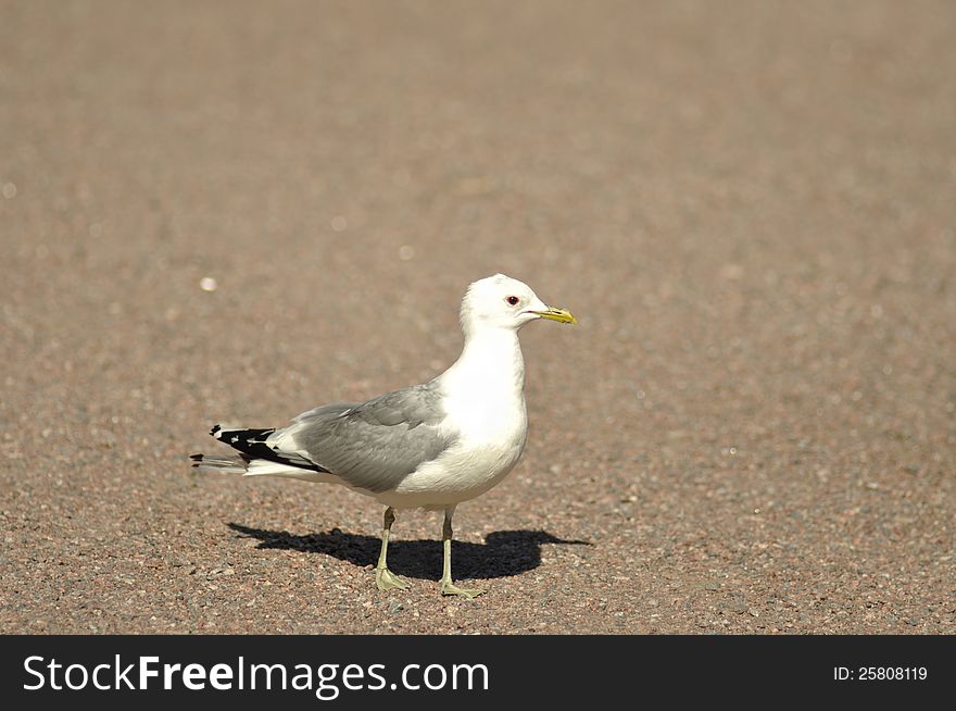 Shot of a seagull, sandy background.