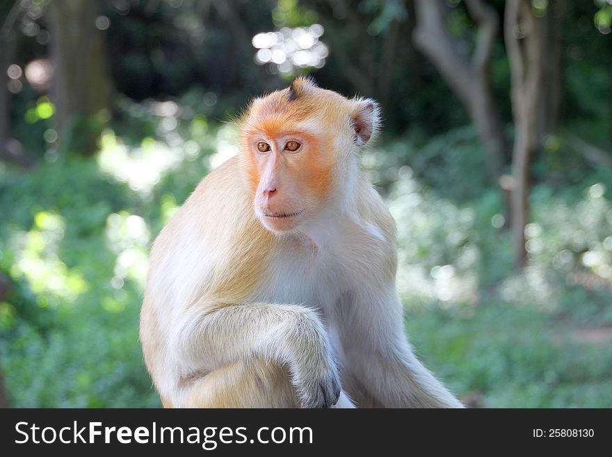 Crab-eating macaque or long-tailed macaque, Kosamphe forest park, Mahasarakham, Thailand