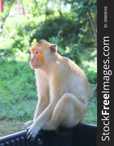 Crab-eating macaque or long-tailed macaque, Kosamphe forest park, Mahasarakham, Thailand
