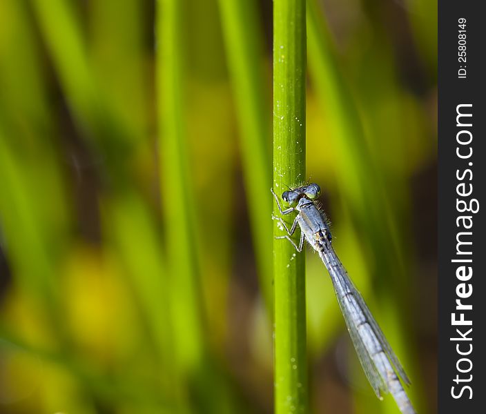 Closeup Macro shot of a damsel fly eating vegetation