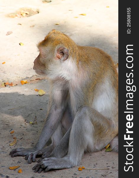 Crab-eating macaque or long-tailed macaque, Kosamphe forest park, Mahasarakham, Thailand