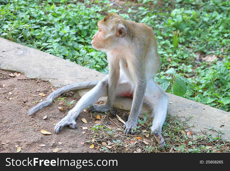Crab-eating macaque or long-tailed macaque, Kosamphe forest park, Mahasarakham, Thailand