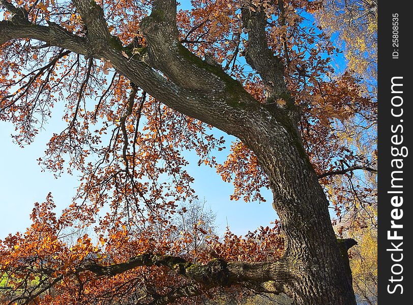 Old oak against bright blue sky. Old oak against bright blue sky