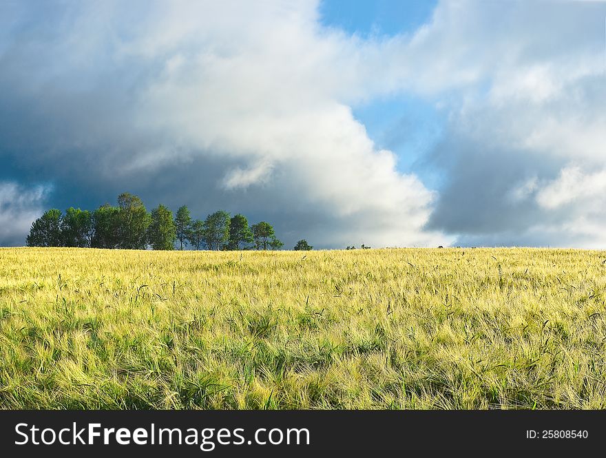 Barley field under the cloudy sky. Barley field under the cloudy sky