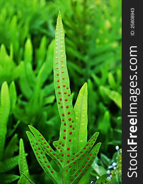 Dotted fern plant &#x28;Maile-Scented&#x29