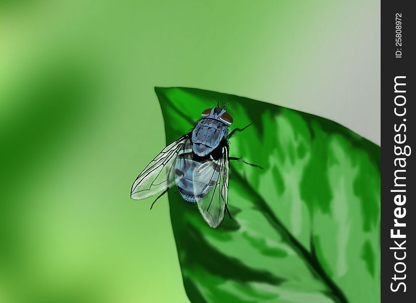 Blue fly on a leaf - hand drawn illustration