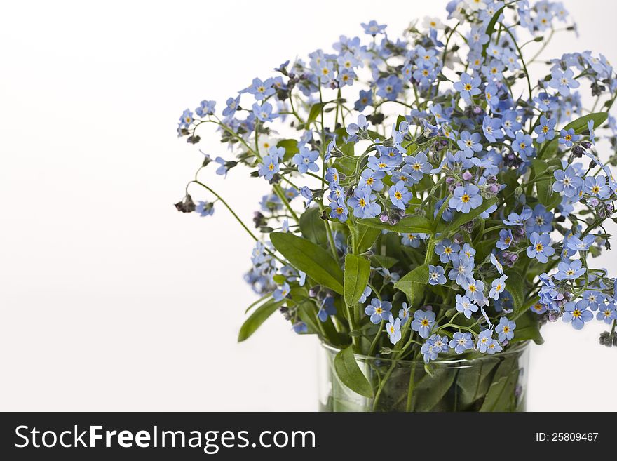 Flower forget-me-not