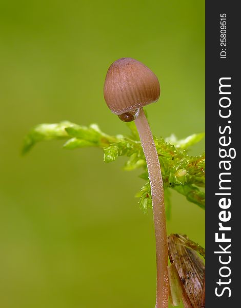 Small sketch with mushroom, water drop and moss.