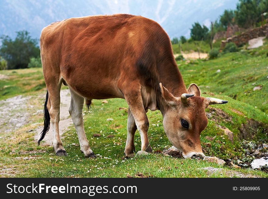 Brown cow on pasture