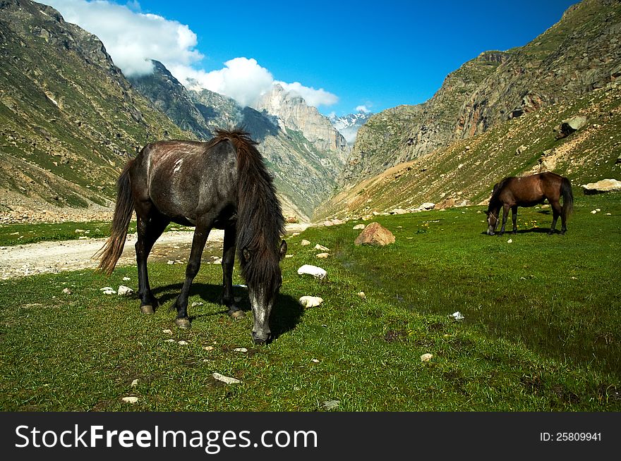 Horses graze in green pastures against the backdrop of the mountains of Tibet. Horses graze in green pastures against the backdrop of the mountains of Tibet
