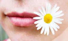 Chamomile And Her Lips Royalty Free Stock Images