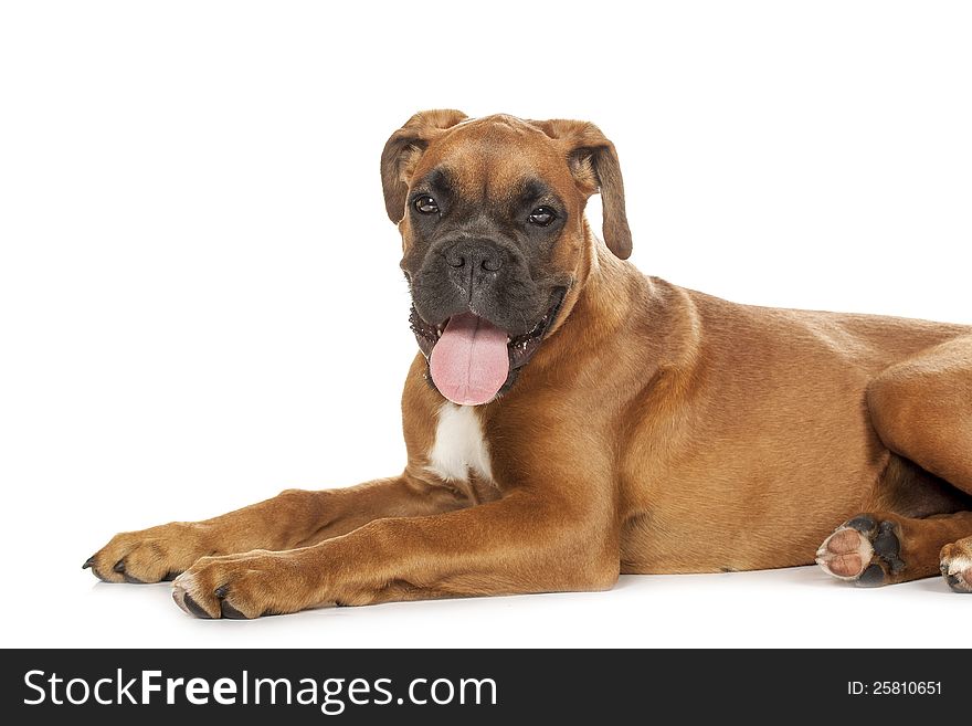 German Boxer puppy (5 month) on a white background. German Boxer puppy (5 month) on a white background