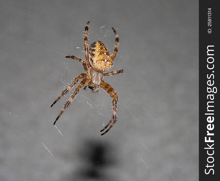 Close up of a spider with net