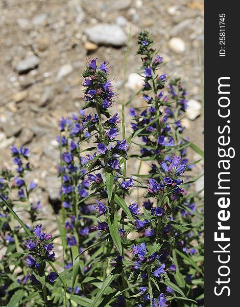 Blue flowers in the mountains of Switzerland. Blue flowers in the mountains of Switzerland