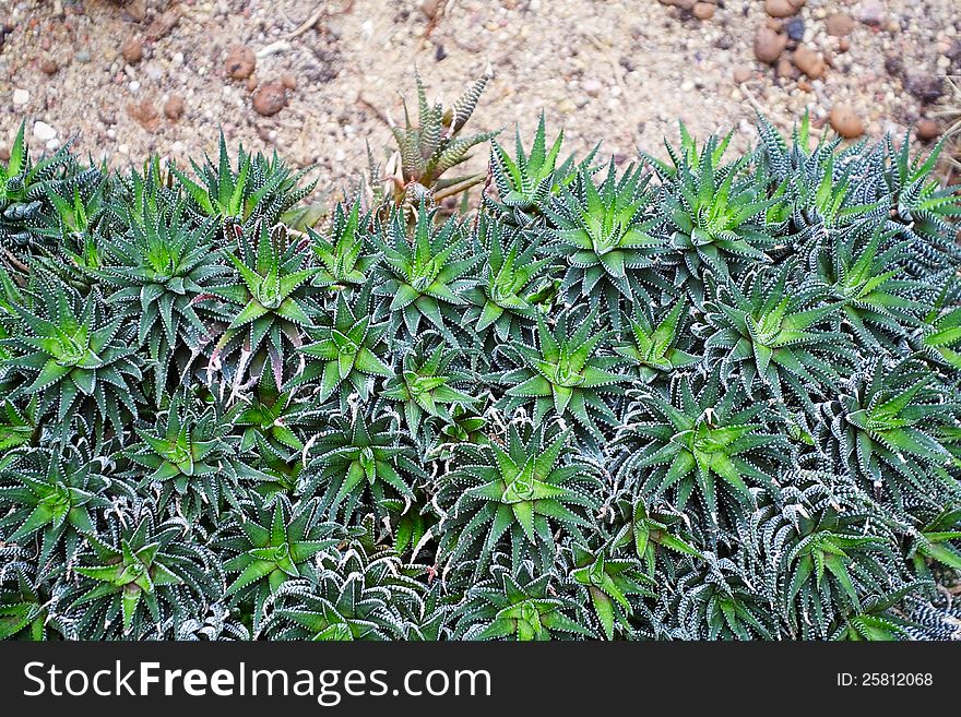 The succulent plants in a winter garden.