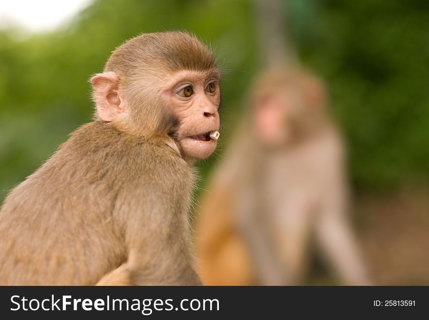 Close-up of a young monkey. Part of a group near to the monkey stupa Swayambhunath in Kathmando Nepal.