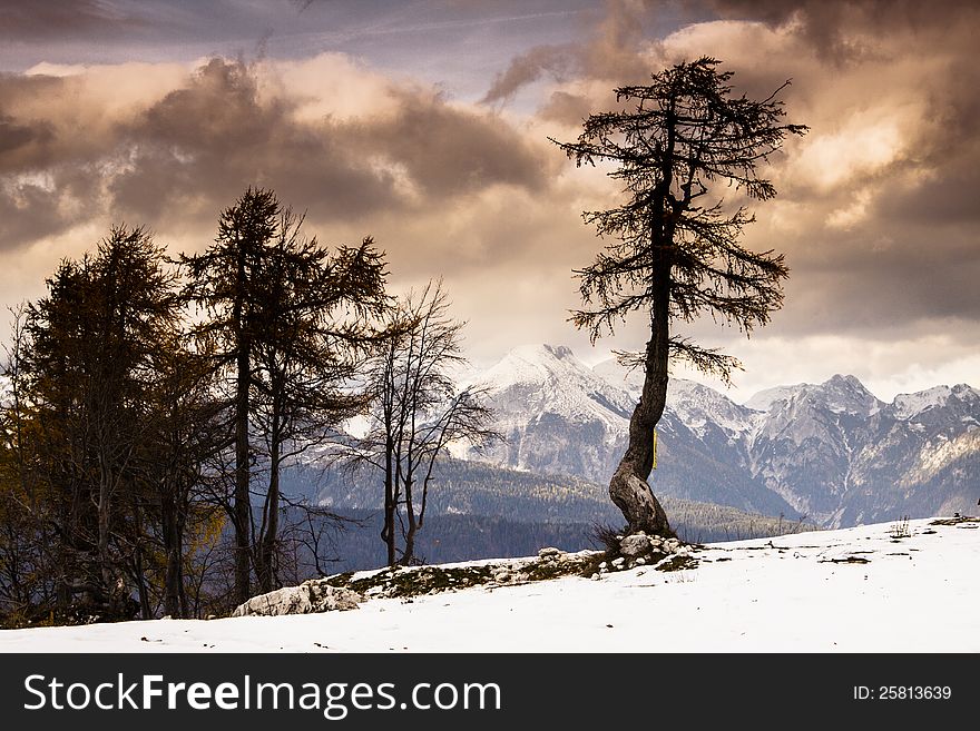 Single tree and Julian Alps