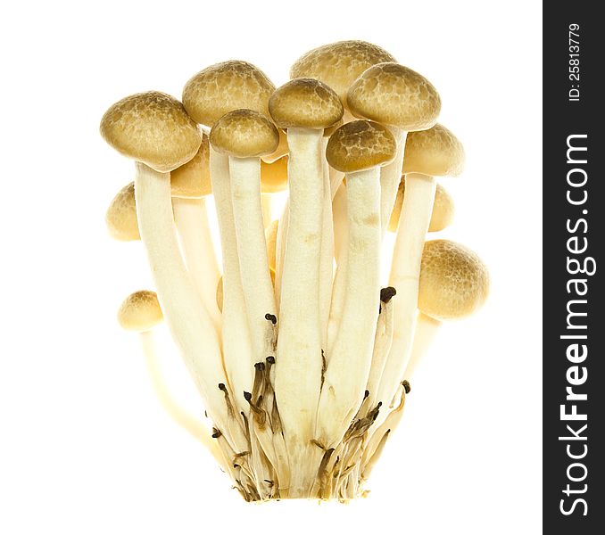 A group of buna-shimeji mushroom on white background