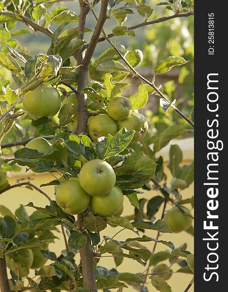 Green apples grow on young tree. Green apples grow on young tree