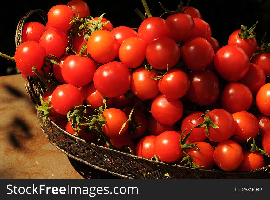 Up close image of a harvest of tomatoes in various sizes and colors of red, droplets of water and sunshine sparkling over the fruit in a metal basket. Up close image of a harvest of tomatoes in various sizes and colors of red, droplets of water and sunshine sparkling over the fruit in a metal basket