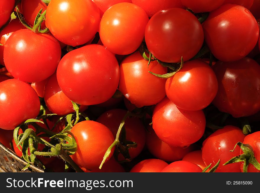 Up close image of a harvest of tomatoes in various sizes and colors of red, droplets of water and sunshine sparkling over the fruit in a metal basket. Up close image of a harvest of tomatoes in various sizes and colors of red, droplets of water and sunshine sparkling over the fruit in a metal basket