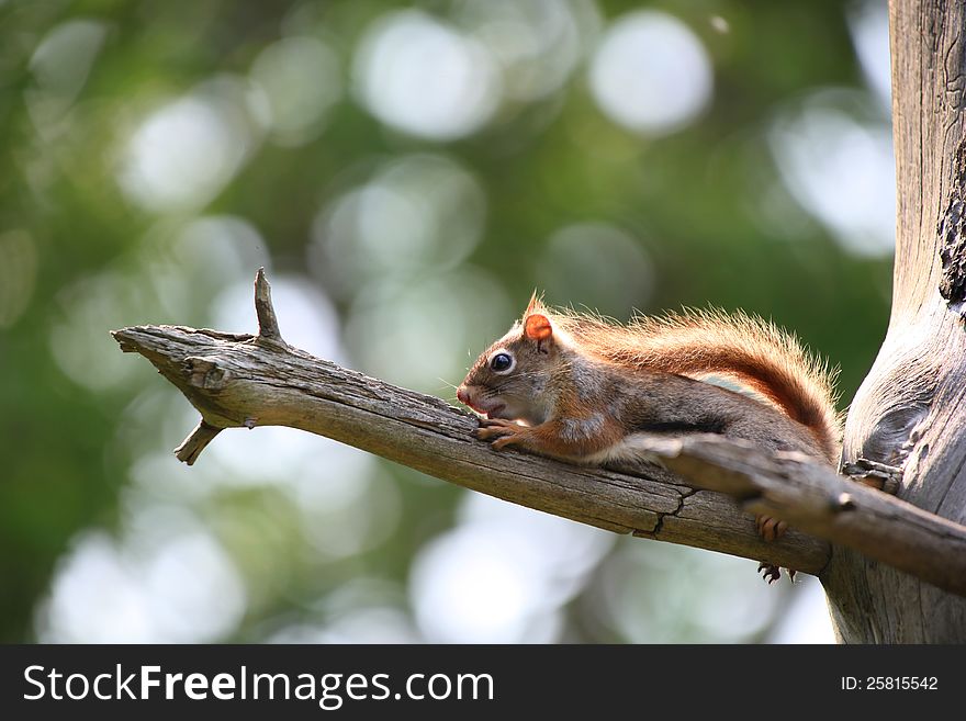 Small squirrel on the branch of a tree