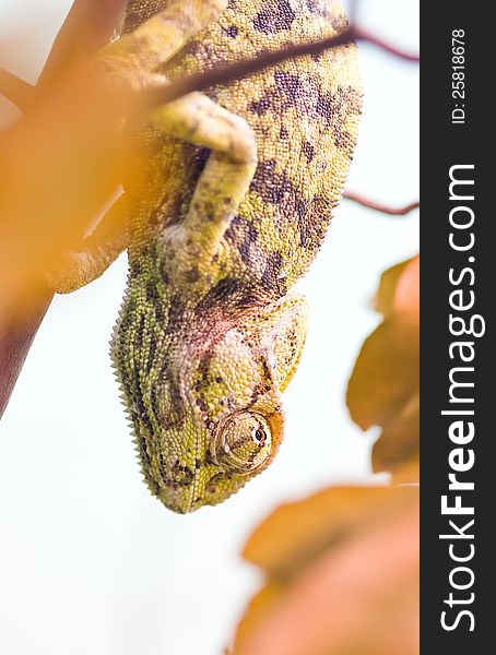 Panther chameleon turned yellow hanging upside down (focus on the eye). Panther chameleon turned yellow hanging upside down (focus on the eye).