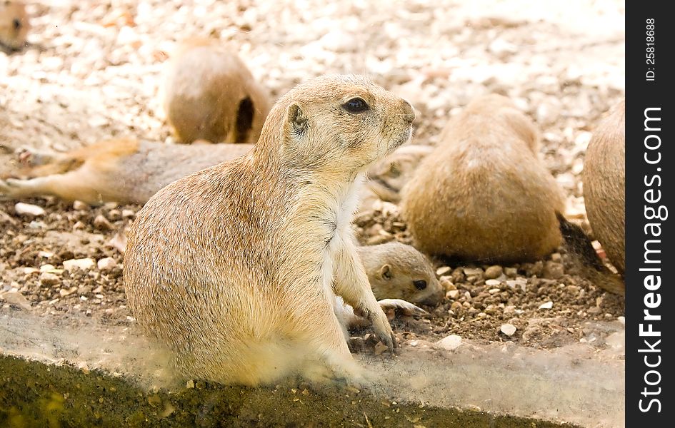 Gopher listening to the sounds around it.