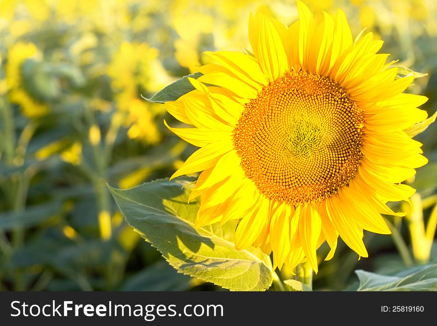 Sunflowers beauty in nature, field sunflowers