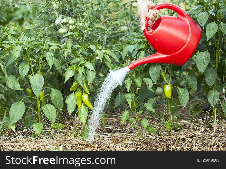 Watering vegetables in the garden. Watering vegetables in the garden
