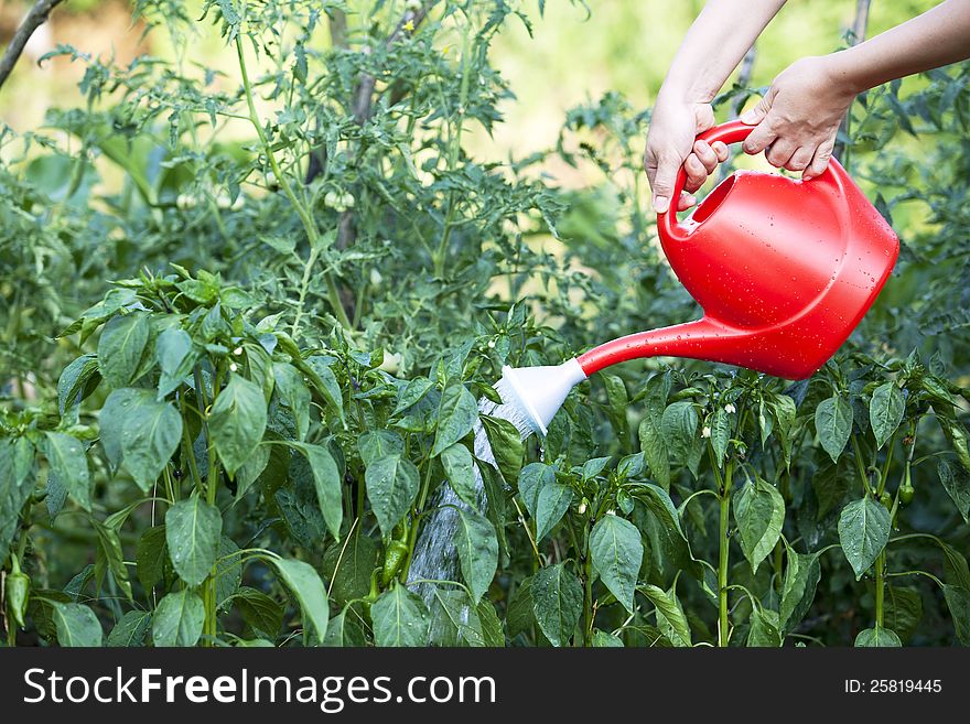 Watering Green Peppers