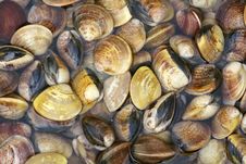 Seashells Royalty Free Stock Photo Seashells Royalty Free Stock Photo