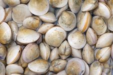 Seashells Royalty Free Stock Image Seashells Royalty Free Stock Image