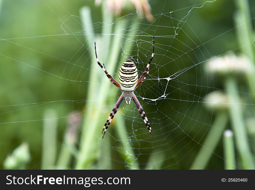 Large colorful spider on the web