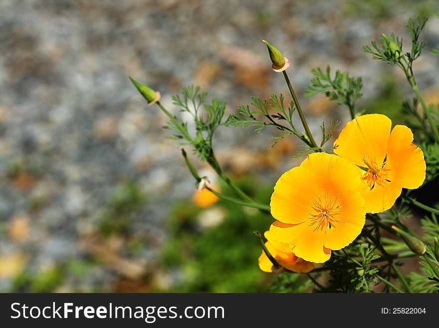 Eschscholzia, the bright yellow flowers on the blurring background