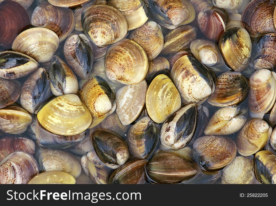 The background of raw seashells