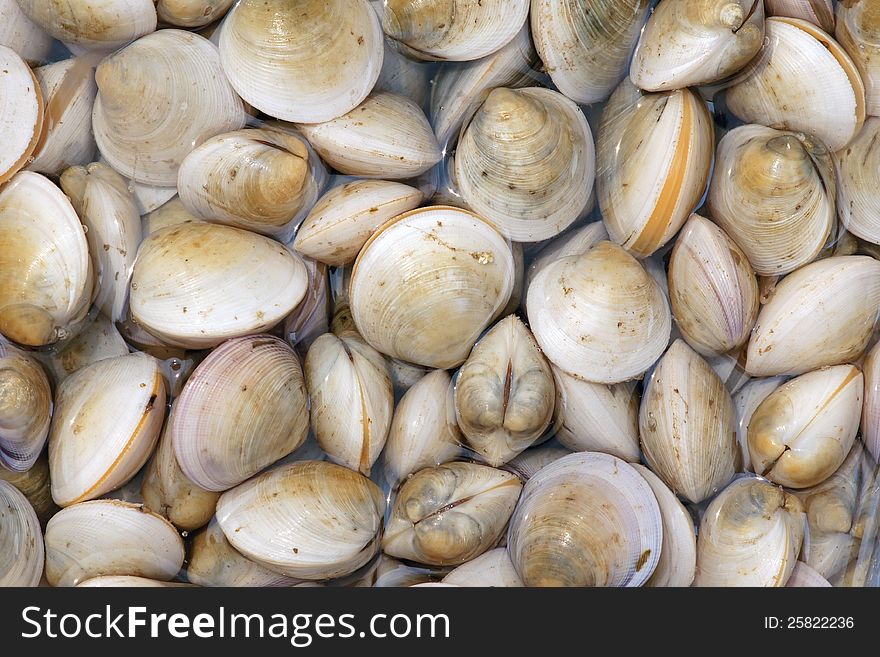 The background of raw seashells