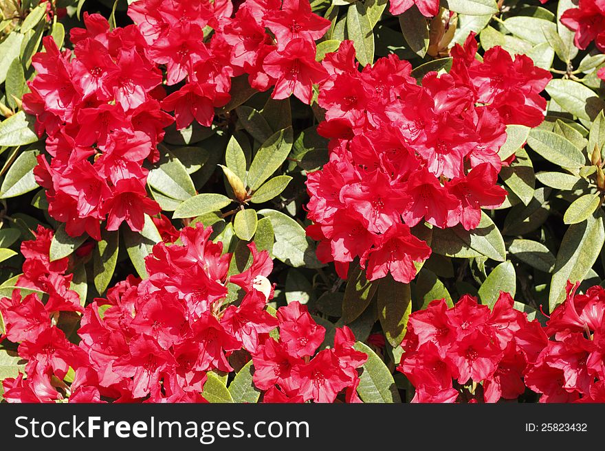 Strong red flower blooms of the evergreen rhododendron bush bask in the spring sunlight. Strong red flower blooms of the evergreen rhododendron bush bask in the spring sunlight.