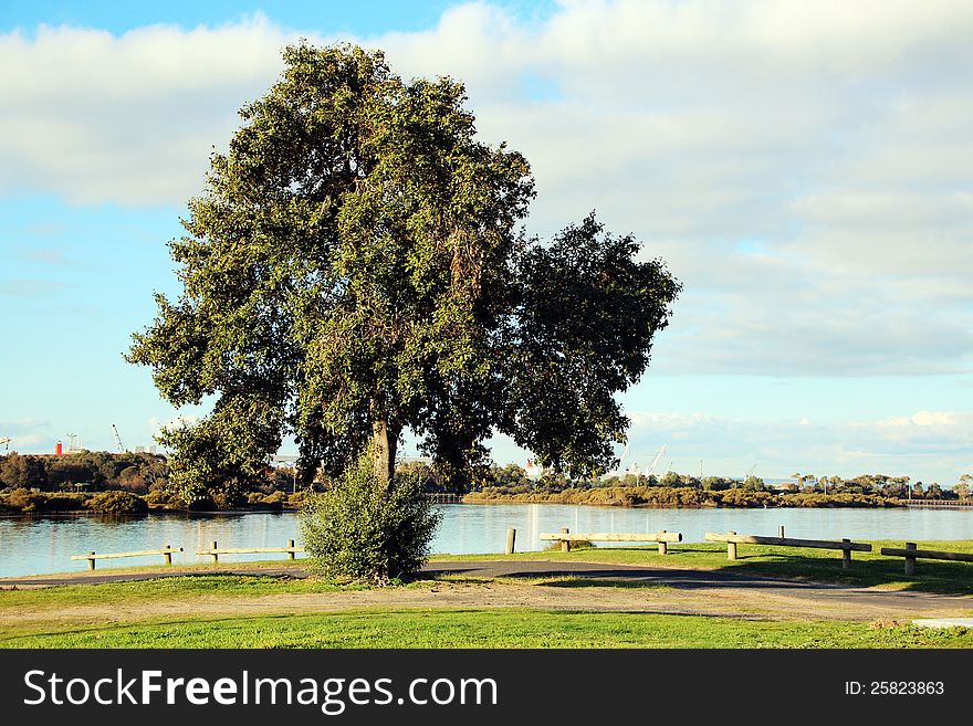 The large evergreen tree growing by the estuary provides habitat for birds and shade for walkers and cyclists . The large evergreen tree growing by the estuary provides habitat for birds and shade for walkers and cyclists .
