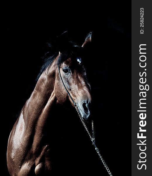 Portrait of amazing breed stallion in dark