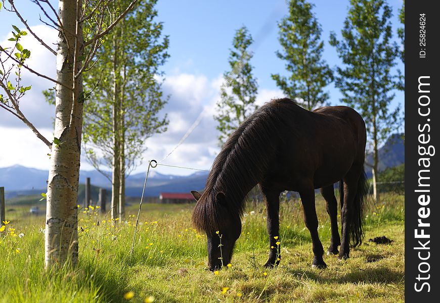 Picture of a horse grazing in the farm. Suitable for describing the great outdoors. Picture of a horse grazing in the farm. Suitable for describing the great outdoors.