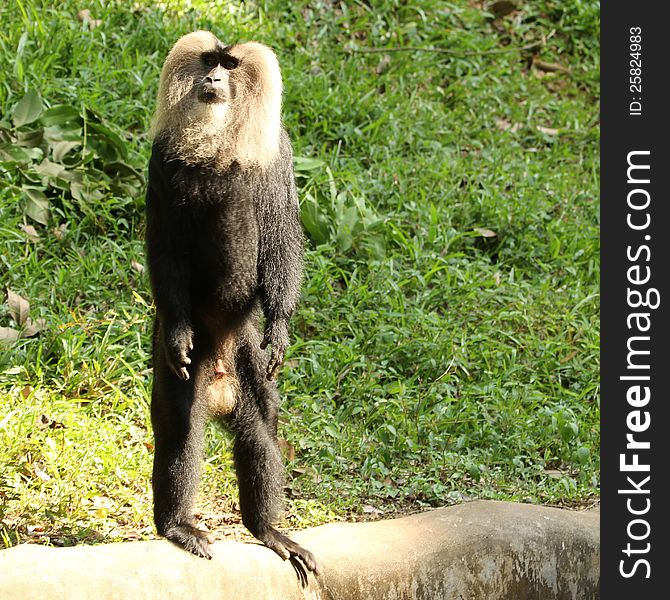 Lion tailed macaque in standing position