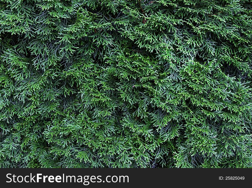 Thuja green as background, landscape format