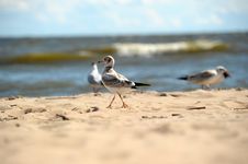 Seagulls On The Sand Stock Image Seagulls On The Sand Stock Image