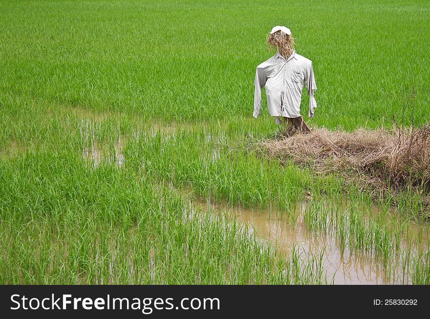 Scarecrow made â€‹â€‹of straw, looking forward to guard the birds eat rice in rice farmers in Thailand. Scarecrow made â€‹â€‹of straw, looking forward to guard the birds eat rice in rice farmers in Thailand.