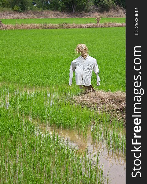 Scarecrow made ​​of straw, looking forward to guard the birds eat rice in rice farmers in Thailand. Scarecrow made ​​of straw, looking forward to guard the birds eat rice in rice farmers in Thailand.